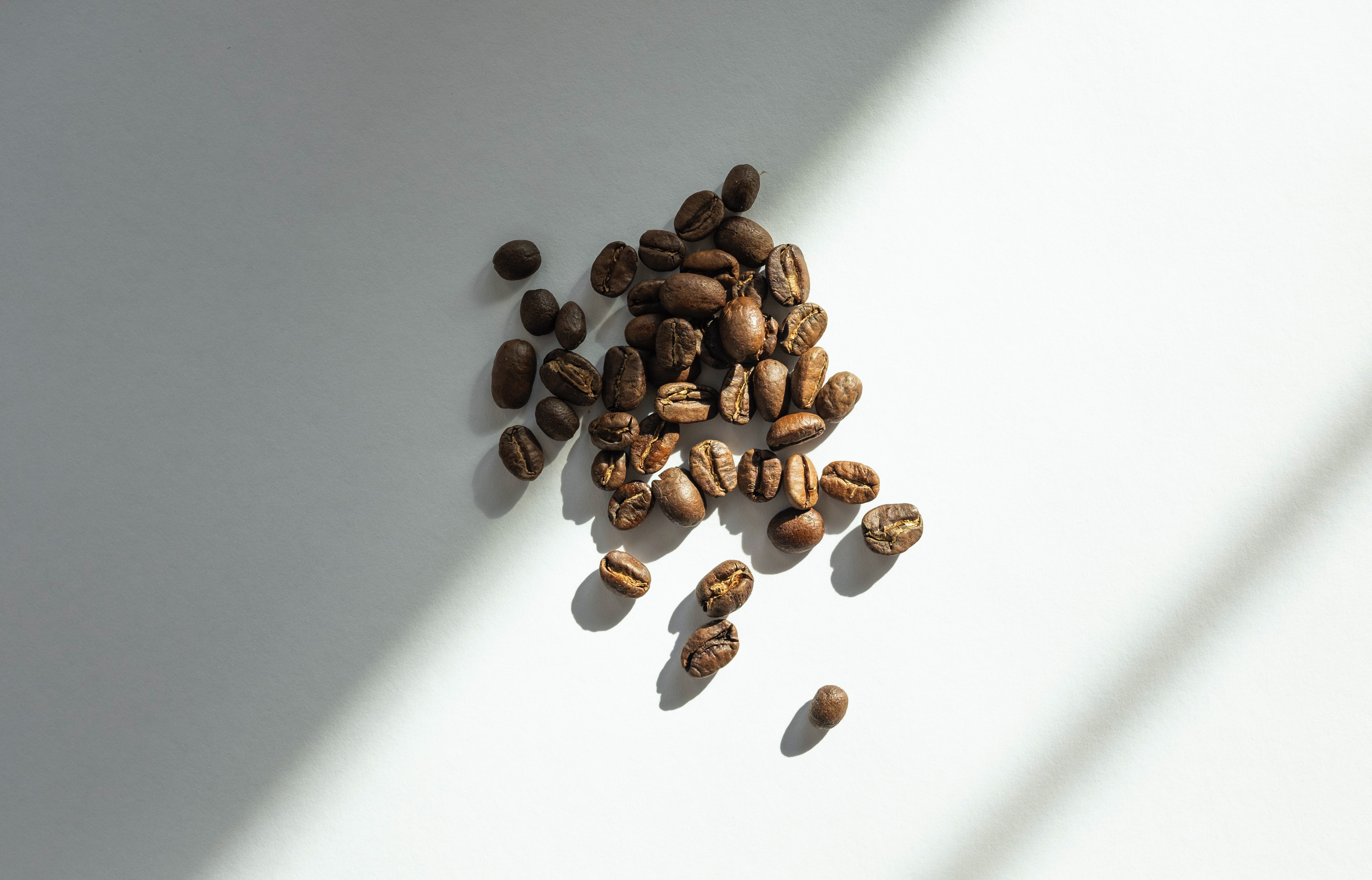 tipos de granos de café